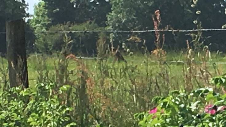 Blurry photo of Goldfinch on farming fence eating seed heads