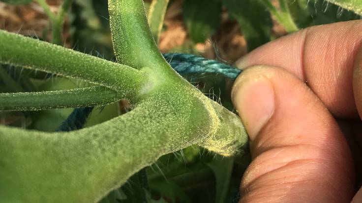 Close up of green string being tied to tomato stem