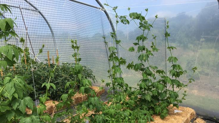 Photo of achocha plants scrambling up netting in polytunnel