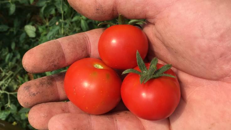 3 tomatoes in a dirty hand
