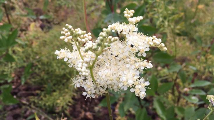 Close up photo of froth of small white flowers