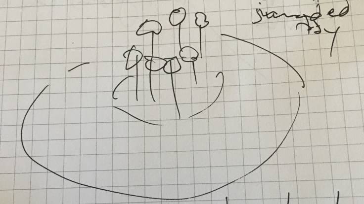 Sketch of nut copse surrounded by grass