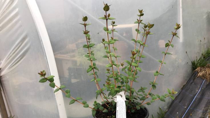 Small bushy shrub held up beside polytunnel