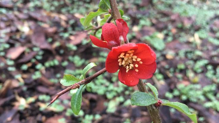 Red flower of japanese quince close up