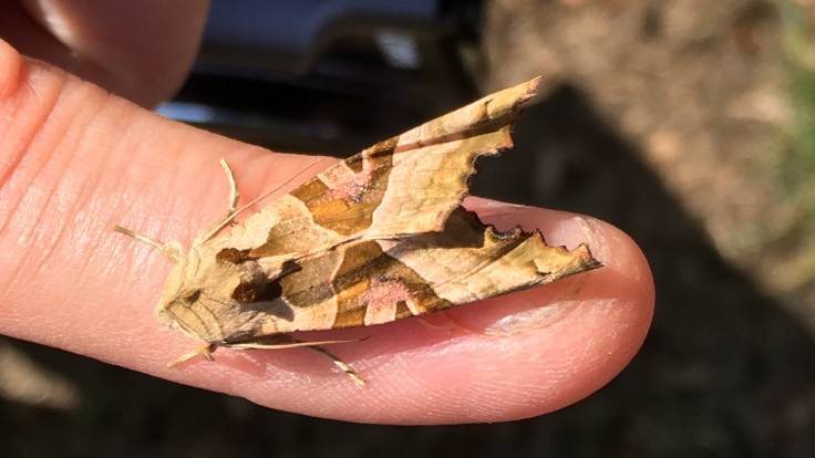 Close up photo of moth on finger