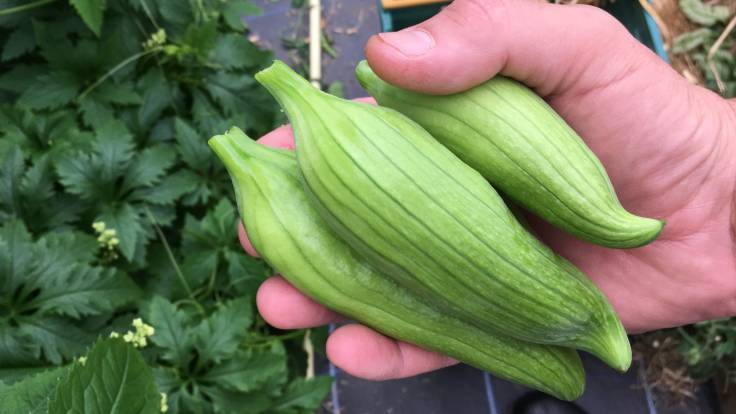 Hand holding green slipper shaped fruit of the Achocha