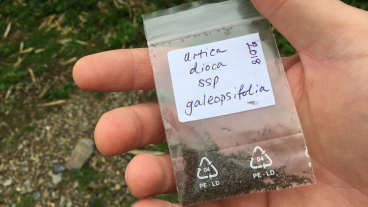 Hand holding packet of small seed, “Urtica dioca ssp galeopsifolia 2018”