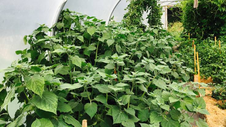 Green foliage in polytunnel