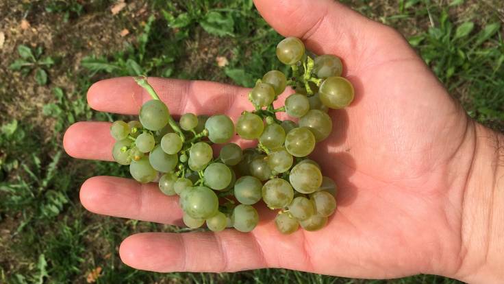 Open hand, 2 small bunches of white grapes