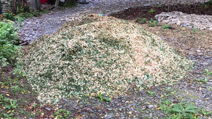 Pile of greenish wood chip on a drive