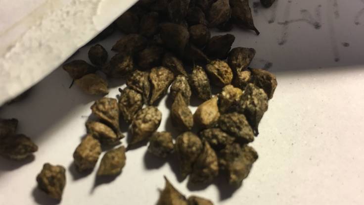 Greenish bobbly seeds in envelope