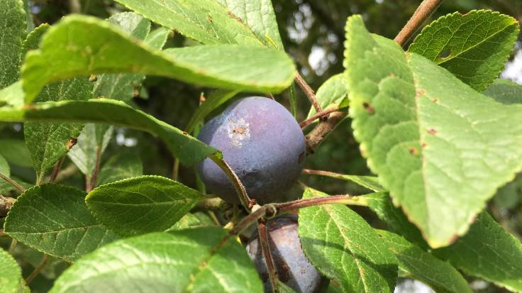 Close up of small blue plum on tree surrounded by leaves