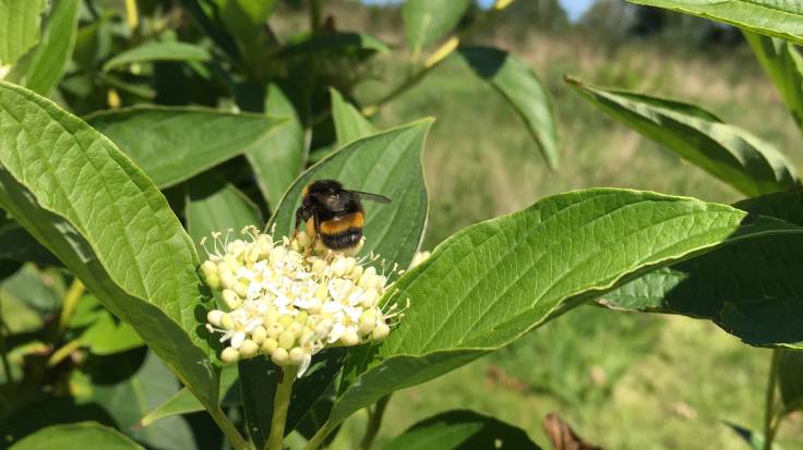 Bumblebee on cream coloured multi-headed flower, surrounded by pointy green leaves