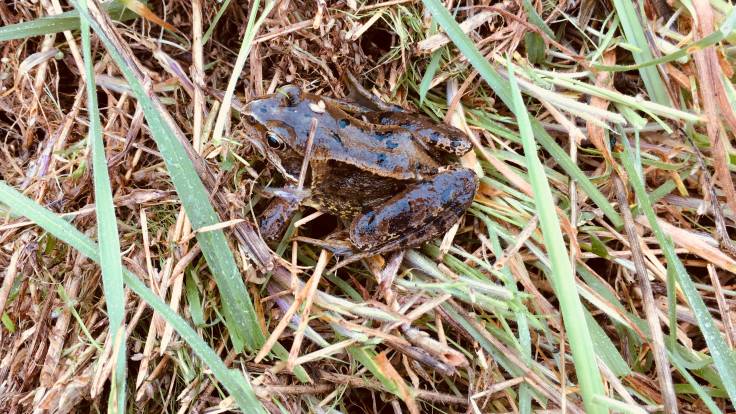 Frog in the grass