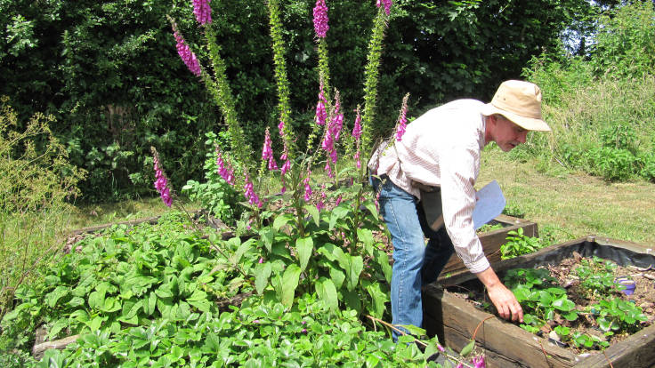 Man pointing at strawberry plants in raised bed, next to a towering purple flowered foxglove