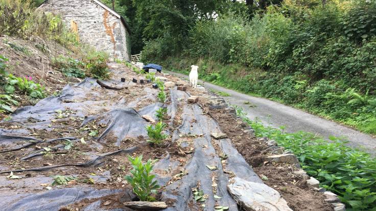 Line of small green plants on top of wall, by small road, little white dog in the near distance