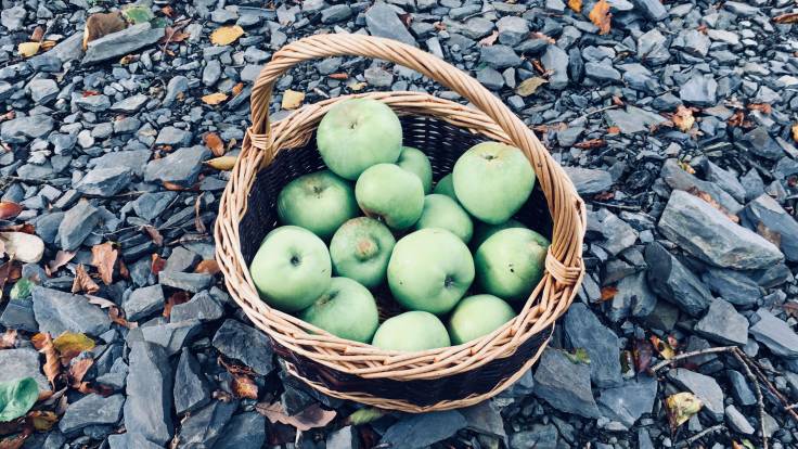Willow basket full of bramley apples on shale ground