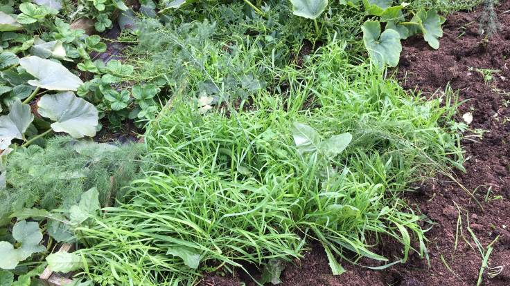 Grass in asparagus raised bed