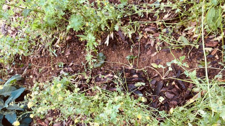 Line of strawberry runners scratched out in bark mulch