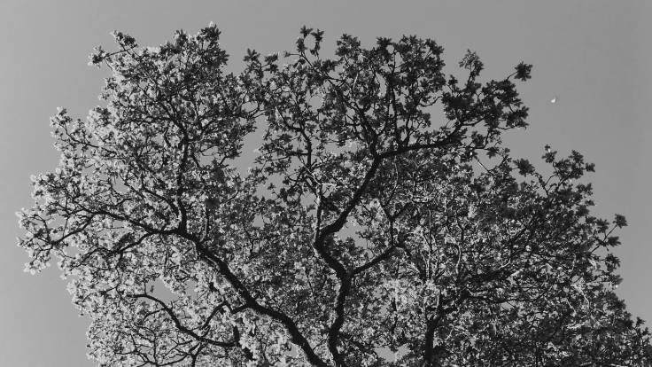 Black and white photo of tree branches against the sky