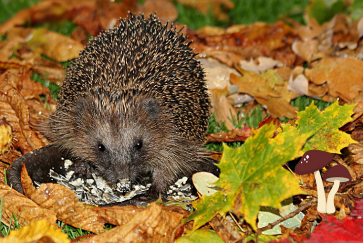 Hedgehog eating food in bowl amongst autumn leaves