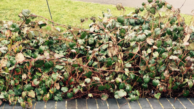 Mass of brambly Chinese bramble in a brick planter