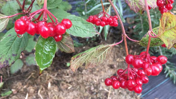 Bright red berry clusters