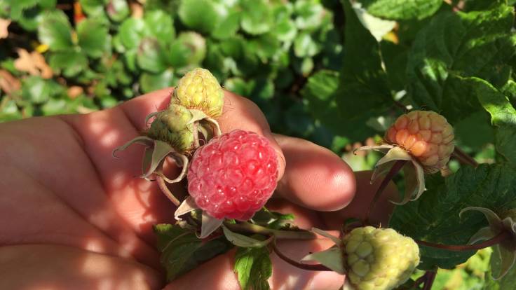 Hand beneath raspberry on the bush