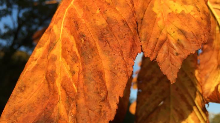 Close up orange autumn horse chestnut leaves