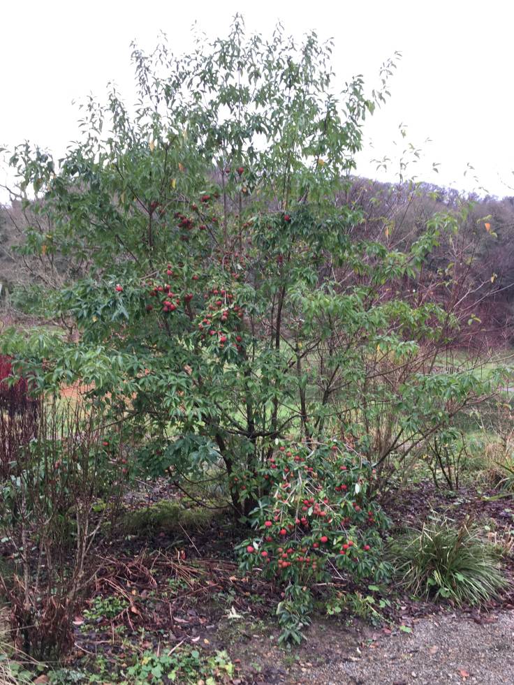 Cornus kousa tree/shrub