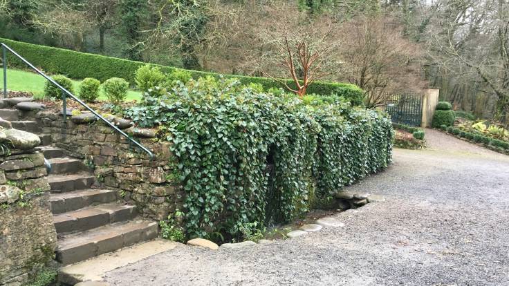 Evergreen vegetation spilling over wall next to steps