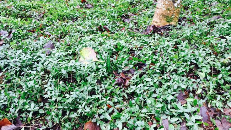 Vinca minor (Lesser Periwinkle) glossy evergreen ground cover