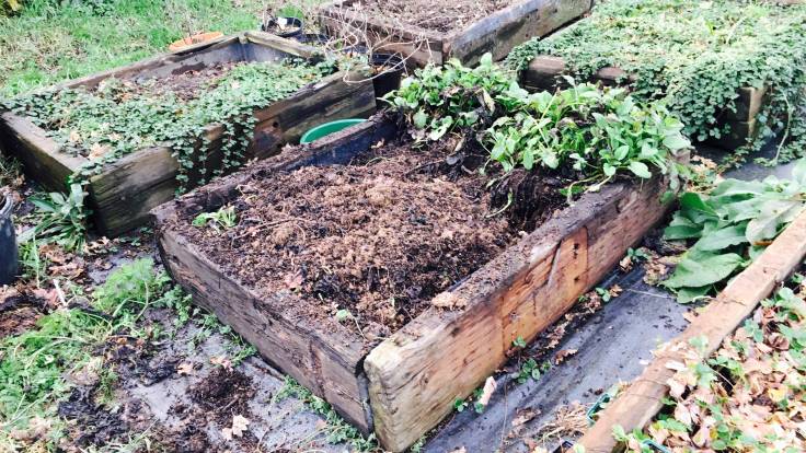 Two thirds empty raised bed with comfrey