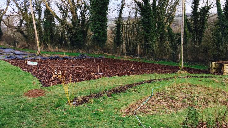 Bark mulched area with bamboo markers