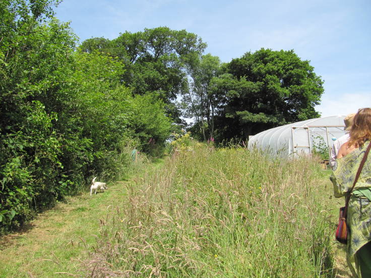 Hedge up hill to left, long grass in foreground, mature trees in background, polytunnel middle distance to right, small white dog walking up hedge path