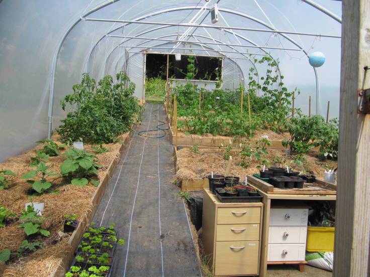 Inside of polytunnel, lots of crops