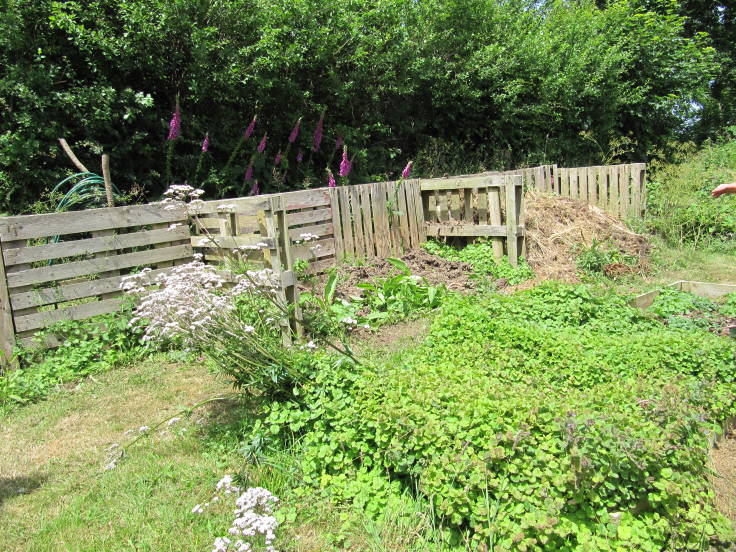 3 bay compost bins made out of pallets, propagation bed in foreground rather swamped with alefoot plant