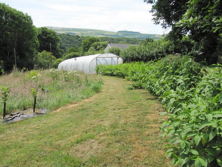 Photo of meadow to left, bushy green young hedge to right, polytunnel at end of the path, trees and hills in the background