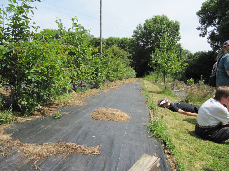 Long young hedge to left, sheet mulched with woven plastic, grass path and people to the right