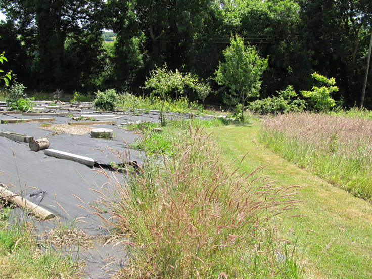 Curved grass path in centre, long grass to the right, sheet mulched area to the left, mature trees in backgorund