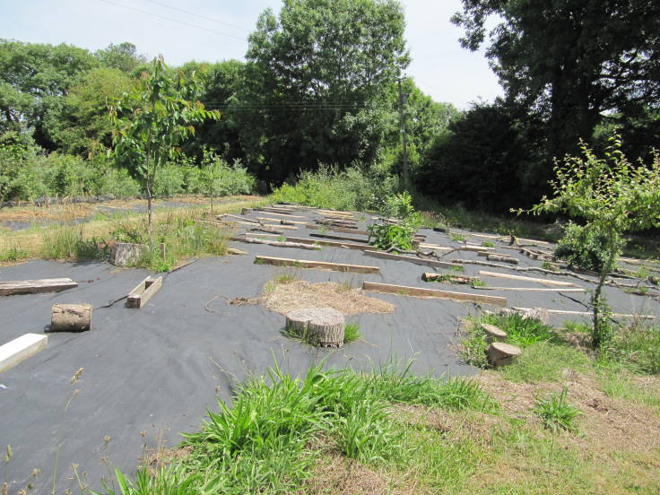 Plastic sheet mulched area, weighted down with bits of wood