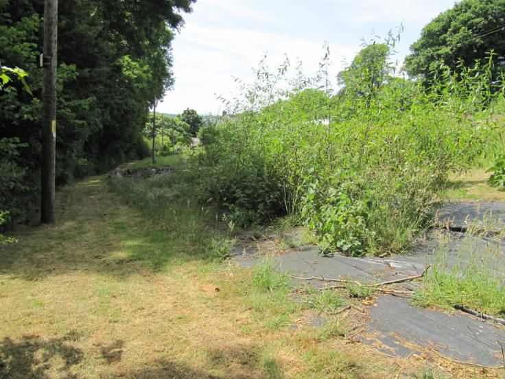 Grass path with mature trees and electricity pole to left, sheet mulched area and young willow coppice to right