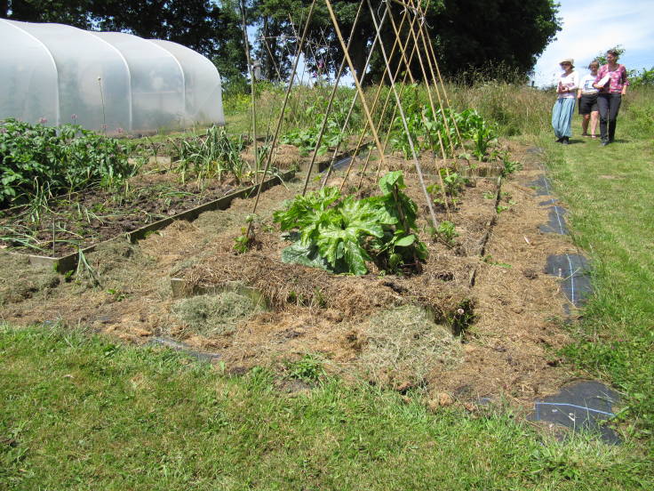 Raised beds with bean poles, polytunnel to left, people walking down from the right