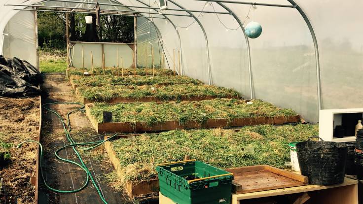 Polytunnel raised beds mulched with freshly cut grass