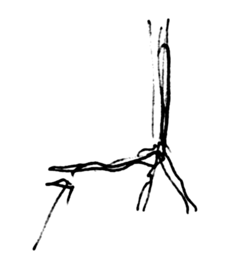 Plant the lead root _toward_ the direction of the prevailing wind