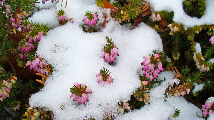 Small pink heather flowers blossoming through snow