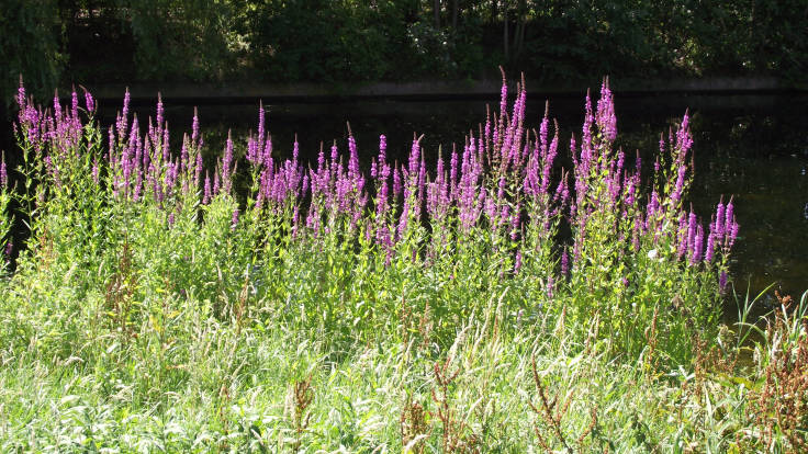 Spires of purple flowers against pond