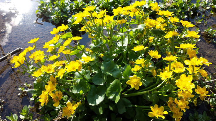 Bright yellow flowers of marsh marigold