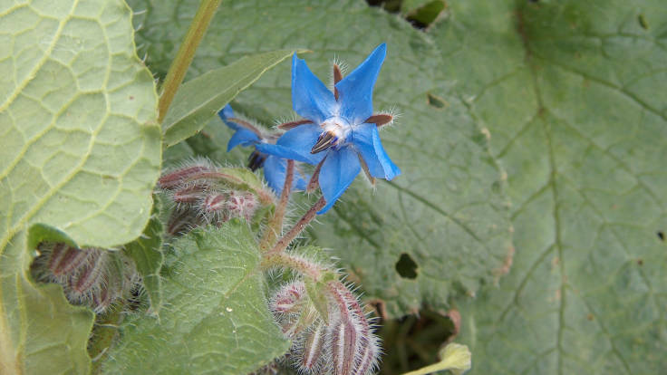 Close up of bright blue Borage flower