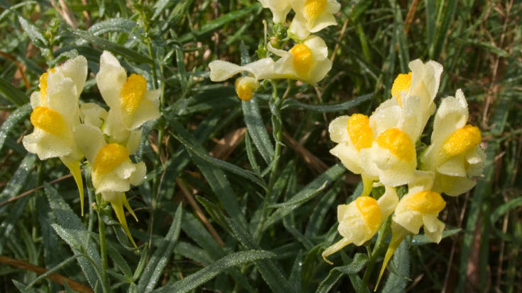 Close up of light yellow pea like flowers against grass